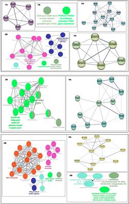 Analyzing molecular signatures in preeclampsia and fetal growth restriction: Identifying key genes, pathways, and therapeutic targets for preterm birth